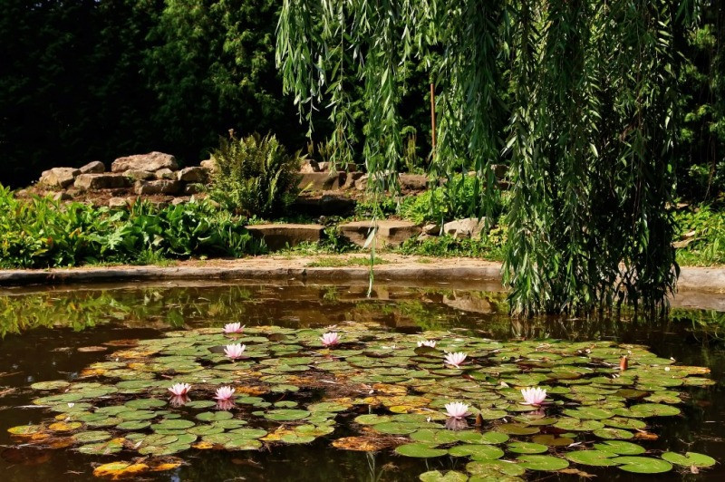 Німфея водна лілія " Атракціон", КУЩ З БУТОНАМИ Нимфея Атракцион, кувшинки. - Зображення 3