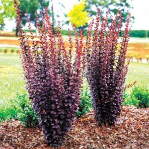 Барбарис Тунберга Хелмонд Пілар 3-річний Berberis Тhunbergii Helmond Pillar