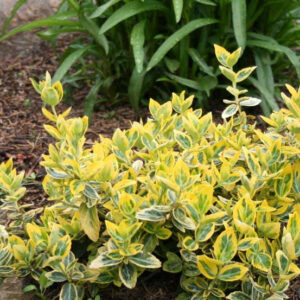 Бересклет Форчуна "Emerald 'n' Gold" 3-річний