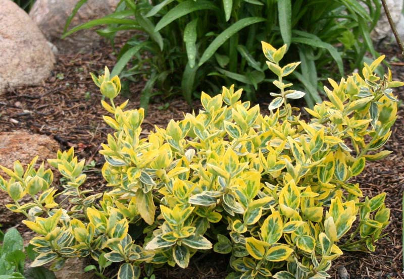 Бересклет Форчуна "Emerald 'n' Gold" 3-річний