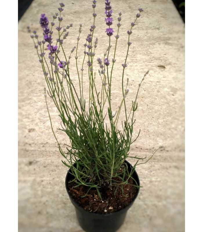 Лаванда вузьколиста (Lavandula angustifolia), С1, 5 - Зображення 2