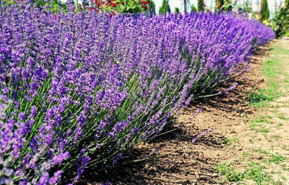 Лаванда вузьколиста (Lavandula angustifolia), С1, 5 - Зображення 3
