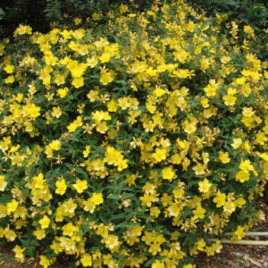 Звіробій кущовий Hidcote 3- річний Hupericum Hidcote
