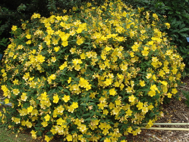 Звіробій кущовий Hidcote 3- річний Hupericum Hidcote