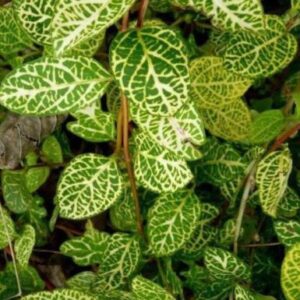 Жимолость японська Aureoreticulata 3 річна, Жимолость японская Ауреоретикулата