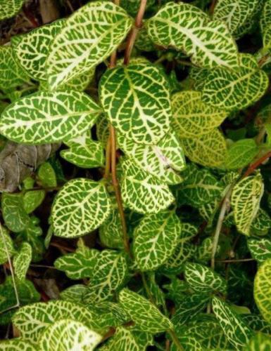 Жимолость японська Aureoreticulata 3 річна, Жимолость японская Ауреоретикулата