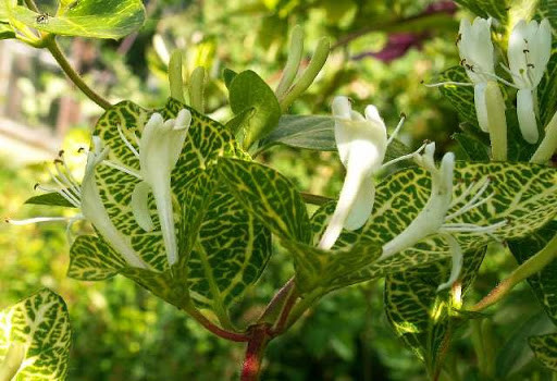 Жимолость японська Aureoreticulata 3 річна, Жимолость японская Ауреоретикулата - Зображення 2