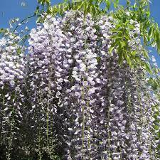 Гліцинія Мультиюга 2-річна (wisteria floribunda Multijuga)