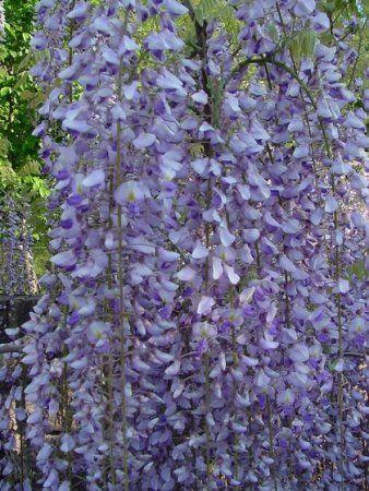 Гліцинія Мультиюга 2-річна (wisteria floribunda Multijuga) - Зображення 2