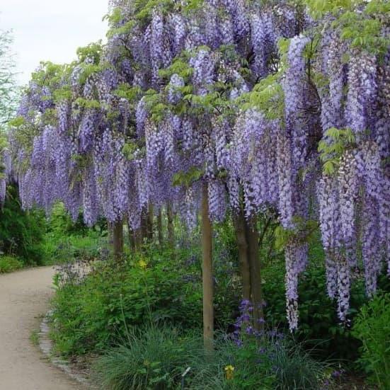 Гліцинія Мультиюга 2-річна (wisteria floribunda Multijuga) - Зображення 3