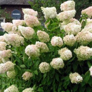 Гортензія волотиста Grandiflora, Гортензія метильчаста Грандіфлора, Hydrangea paniculata Grandiflora р9