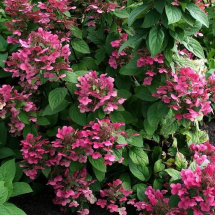 Гортензія волотиста Magical Flame , Гортензия метельчатая Меджикал Флейм, Hydrangea paniculata С2 - Зображення 2