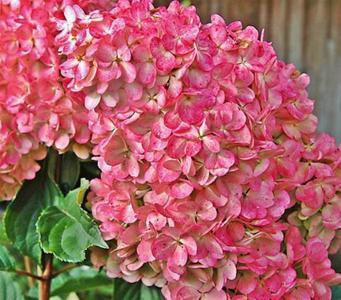 Гортензія волотиста Magical Flame , Гортензия метельчатая Меджикал Флейм, Hydrangea paniculata С2 - Зображення 3