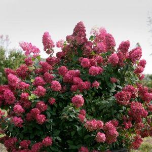 Гортензія волотиста Magical Flame , Гортензия метельчатая Меджикал Флейм, Hydrangea paniculata С1, 5