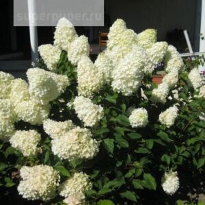 ГОРТЕНЗІЯ ВОЛОТИСТА 'ПОЛАР БЕР' HYDRANGEA PANICULATA 'POLAR BEAR', С1, 5