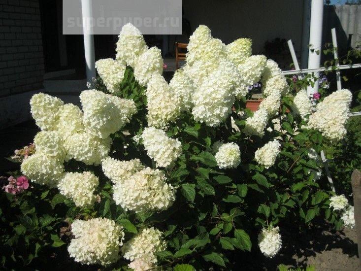 ГОРТЕНЗІЯ ВОЛОТИСТА 'ПОЛАР БЕР' HYDRANGEA PANICULATA 'POLAR BEAR', С1, 5