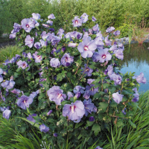 Гібіскус сирійський Марина 6-річний Hibiscus syriacus Marina