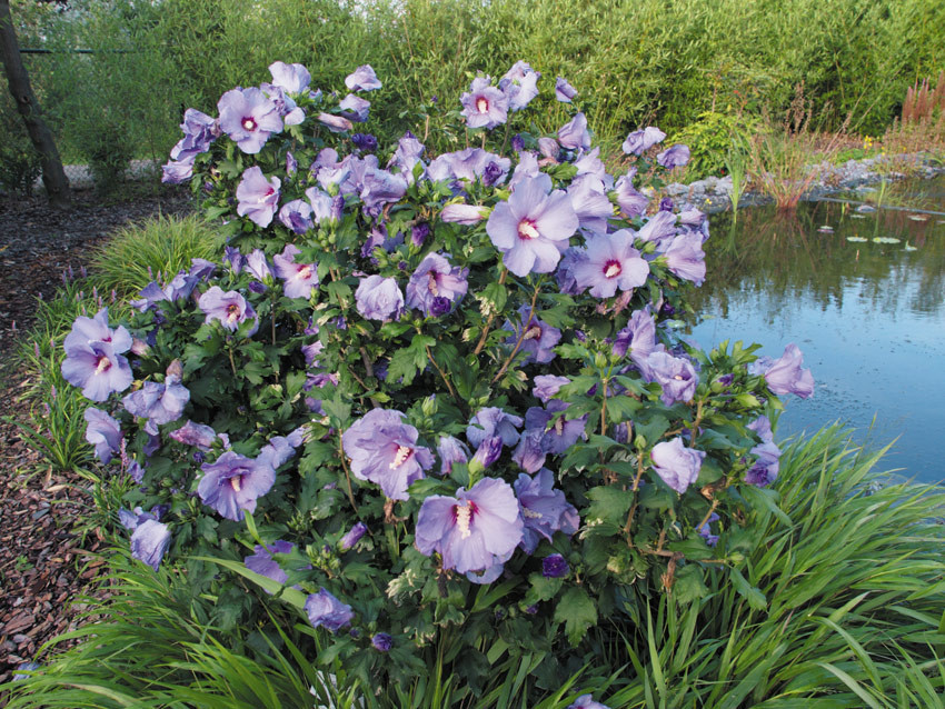 Гібіскус сирійський Марина 6-річний Hibiscus syriacus Marina