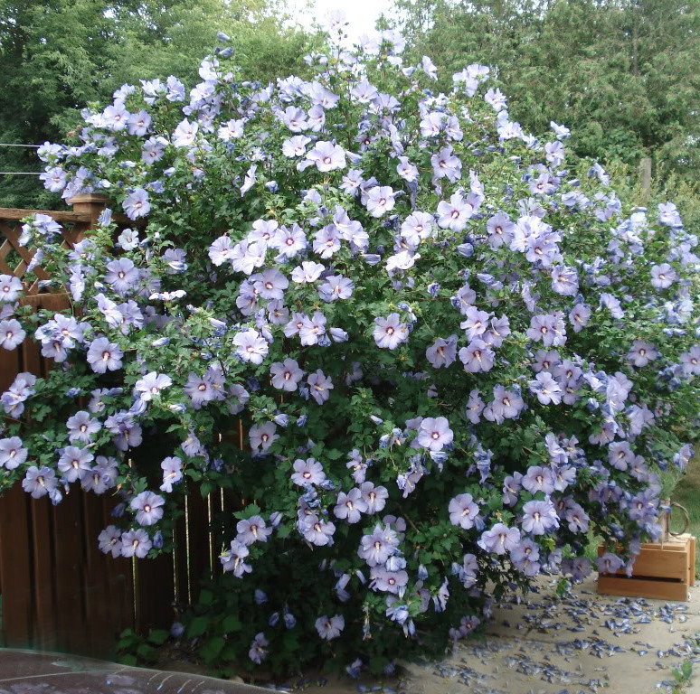 Гібіскус сирійський Марина 6-річний Hibiscus syriacus Marina - Зображення 2