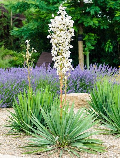 Юка нитчаста, Юка нитчаста, Yucca filamentosa - Зображення 2