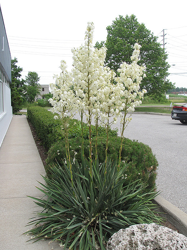 Юка нитчаста, Юка нитчаста, Yucca filamentosa - Зображення 3