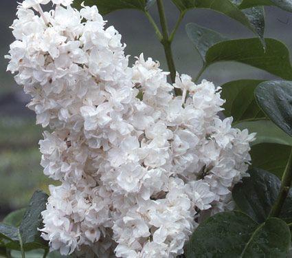Бузок звичайний Syringa vulgaris 'Beauty of Moscow' - Зображення 2