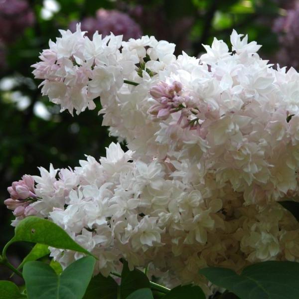 Бузок звичайний Syringa vulgaris 'Beauty of Moscow'