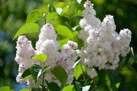 Бузок звичайний Syringa vulgaris 'Beauty of Moscow' - Зображення 4