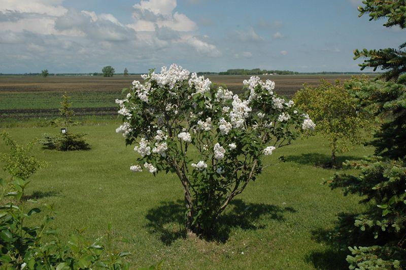 Бузок звичайний Syringa vulgaris 'Beauty of Moscow' - Зображення 3