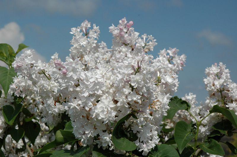 Бузок звичайний Syringa vulgaris 'Beauty of Moscow' - Зображення 5
