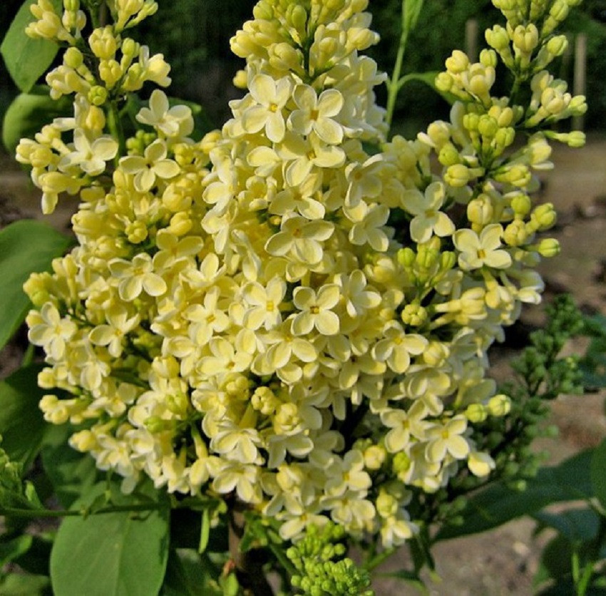 Бузок звичайний Прімроуз Сирень обыкновенная Примроуз Syringa vulgaris Primrose - Зображення 2
