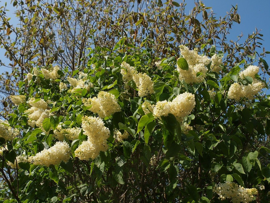 Бузок звичайний Прімроуз Сирень обыкновенная Примроуз Syringa vulgaris Primrose - Зображення 3