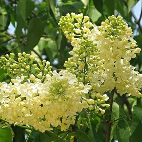 Бузок звичайний Прімроуз Сирень обыкновенная Примроуз Syringa vulgaris Primrose - Зображення 4