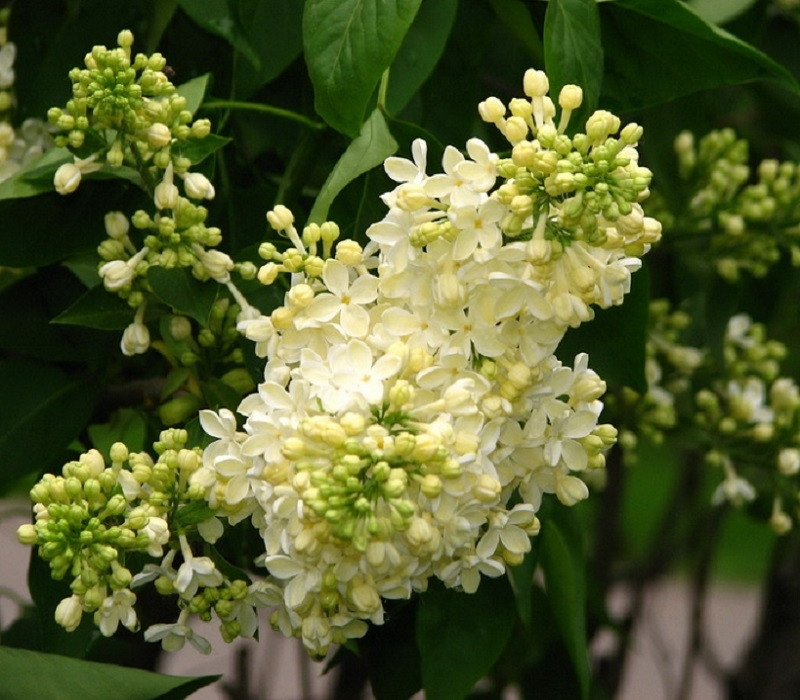 Бузок звичайний Прімроуз Сирень обыкновенная Примроуз Syringa vulgaris Primrose - Зображення 5
