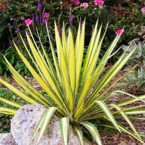 Юка нитчаста Колор Гуард Yucca filamentosa Color Guard С1, 5-2