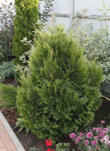 Туя складчаста Корнік Thuja plicata Kornik 4-річна - Зображення 3