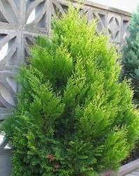 Туя складчаста Корнік Thuja plicata Kornik 4-річна - Зображення 4