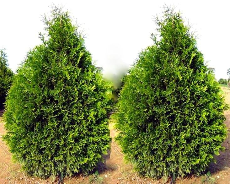 Туя складчаста Корнік Thuja plicata Kornik 4-річна - Зображення 2