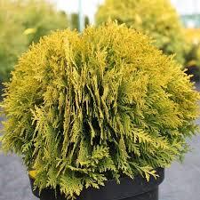 Туя західна Mirjam 4-річна, Туя западная Мириам, Thuja occidentalis Mirjam - Зображення 2
