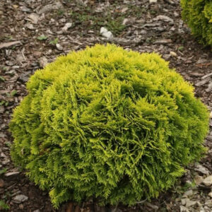 Туя західна Mirjam 4-річна, Туя западная Мириам, Thuja occidentalis Mirjam