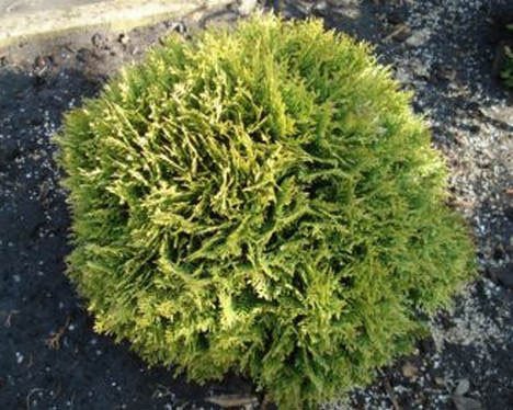Туя західна Mirjam 4-річна, Туя западная Мириам, Thuja occidentalis Mirjam - Зображення 3