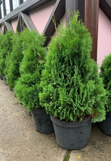 Туя західна "Mikі" 3- річна, Thuja occidentalis "Miky" - Зображення 2