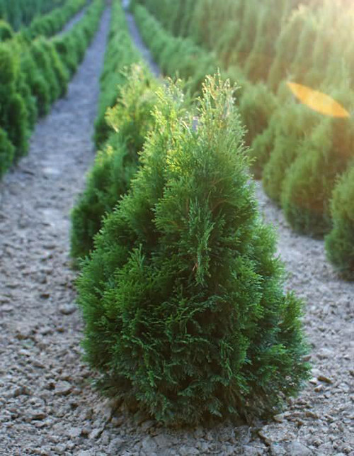 Туя західна "Mikі" 3- річна, Thuja occidentalis "Miky" - Зображення 3
