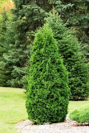 Туя західна "Mikі" 3- річна, Thuja occidentalis "Miky" - Зображення 4