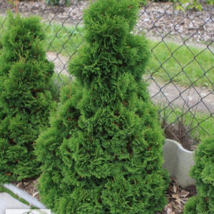 Туя західна "Mikі" 3- річна, Thuja occidentalis "Miky"