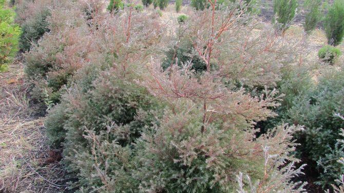 Туя західна верескоподібна Ericoides 4 річна , Туя западная Вересковидная, Thuja occidentalis Ericoides - Зображення 2