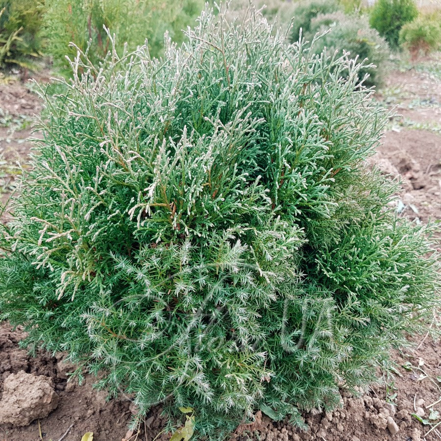Туя західна верескоподібна Ericoides 4 річна , Туя западная Вересковидная, Thuja occidentalis Ericoides - Зображення 3