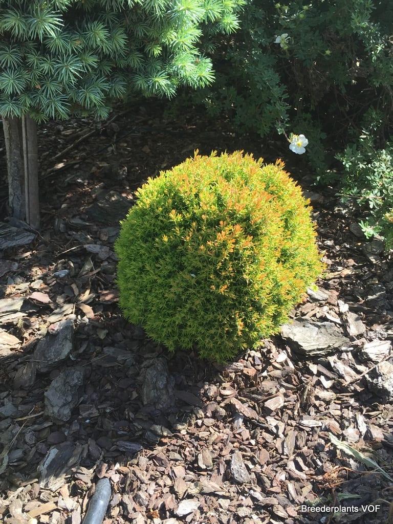 Туя західна Anniek 3- річна, Thuja occidentalis Anniek - Зображення 2
