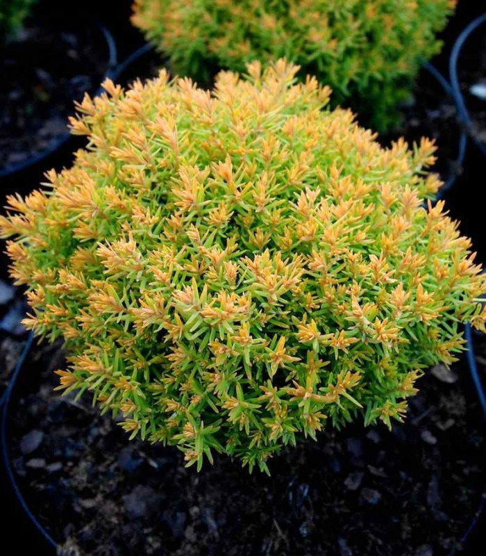 Туя західна Anniek 3- річна, Thuja occidentalis Anniek - Зображення 3