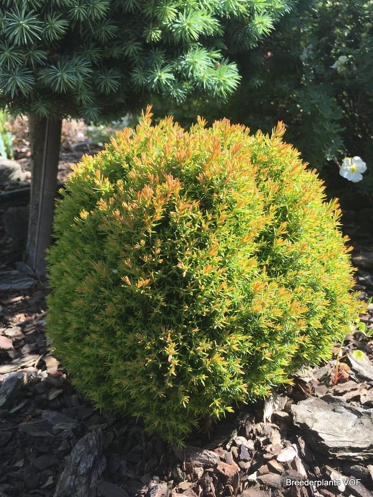 Туя західна Anniek 3- річна, Thuja occidentalis Anniek - Зображення 4